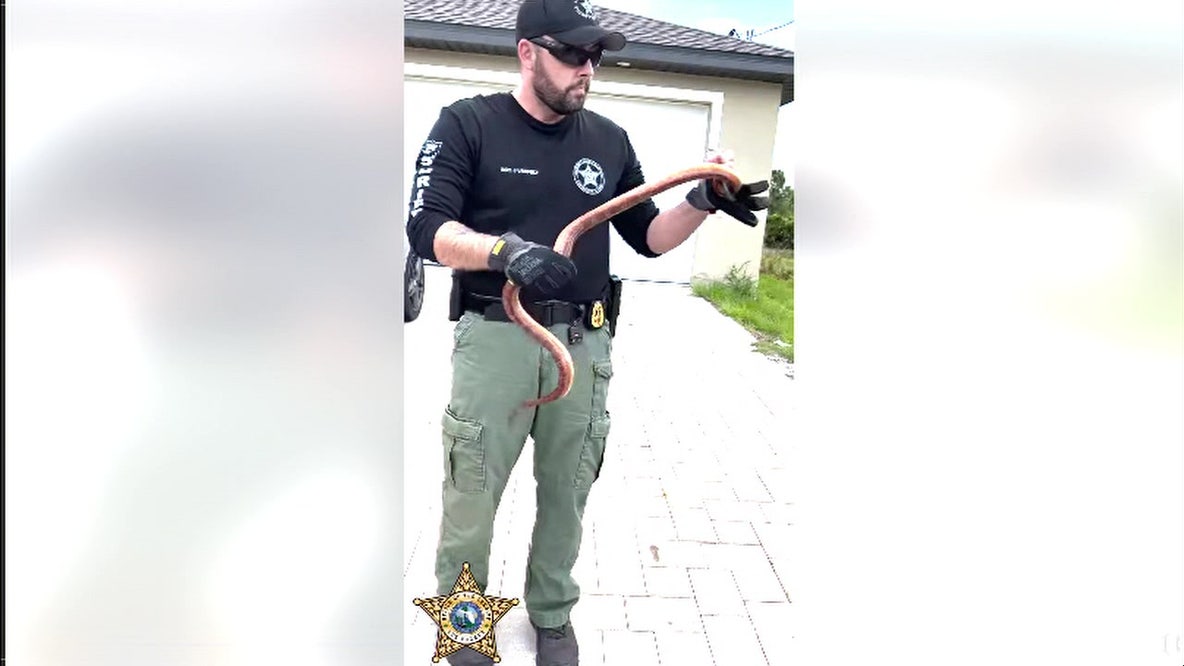 Snake removed from car engine